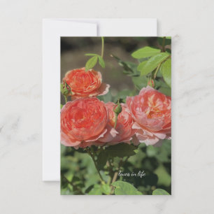 Carte De Correspondance Roses Light Peach