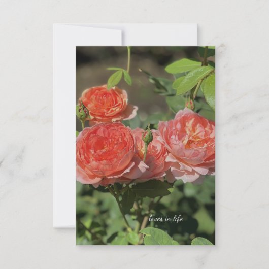 Carte De Correspondance Roses Light Peach (Devant)