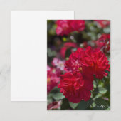 Carte De Correspondance Roses rouges complètes (Devant / Derrière)
