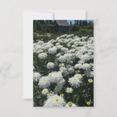 Carte De Correspondance Shasta Daisies (Devant)