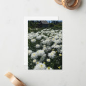Carte De Correspondance Shasta Daisies (Devant/Arrière en situation)