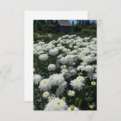 Carte De Correspondance Shasta Daisies (Devant / Derrière)