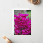 Carte De Correspondance Snapdragon (Devant/Arrière en situation)