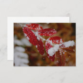 Carte De Correspondance Snow on Red Leaves (Devant / Derrière)