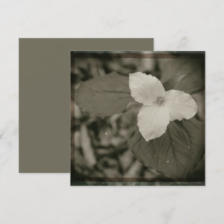 Carte De Correspondance Spring Trillium Collodion Filter