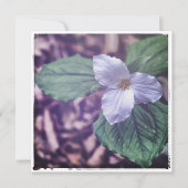 Carte De Correspondance Sprint Trillium Autochrome Style (Devant)