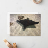 Carte De Correspondance Stingray (Devant/Arrière en situation)
