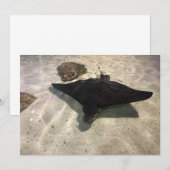 Carte De Correspondance Stingray (Devant / Derrière)