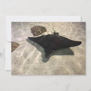 Carte De Correspondance Stingray