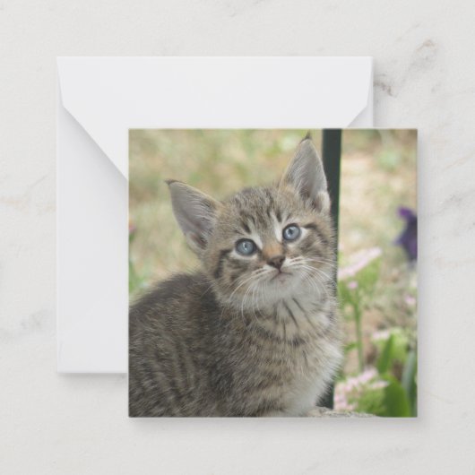 Carte De Correspondance Tabby kitten (Devant)