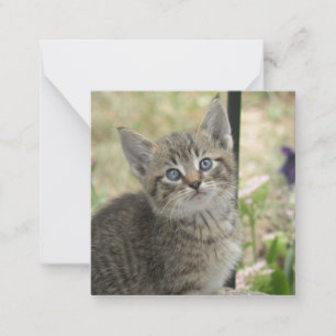 Carte De Correspondance Tabby kitten