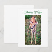 Carte De Correspondance Thinking Of You Flat Note Card With Fawn (Devant / Derrière)