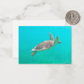 Carte De Correspondance Tortue des Caraïbes (Devant/Arrière en situation)