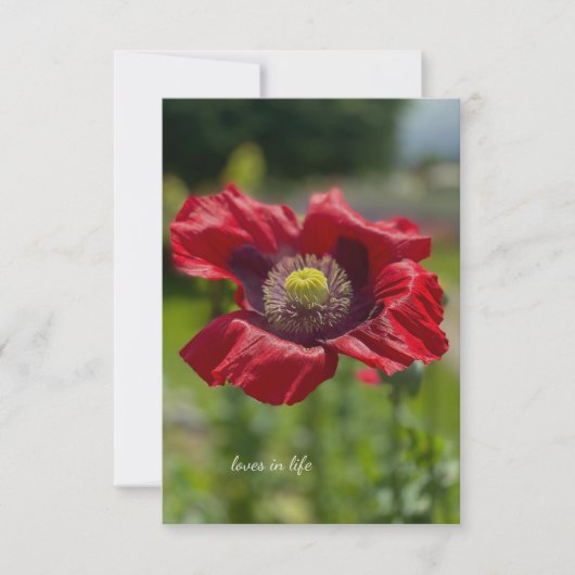Carte De Correspondance Très ouvert Rouge Poppy (Devant)