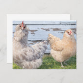 Carte De Correspondance Two Chickens Cute Farm Note Cards (Devant / Derrière)
