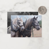 Carte De Correspondance Une équipe de Percheron (Devant/Arrière en situation)