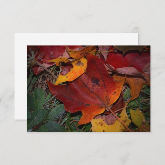 Carte De Correspondance Vibrant Fall Leaves (Devant / Derrière)