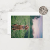 Carte De Correspondance vizsla assise (Devant/Arrière en situation)