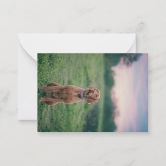 Carte De Correspondance vizsla assise (Devant)