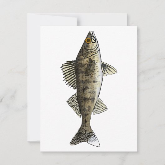 Carte De Correspondance Walleye (Devant)