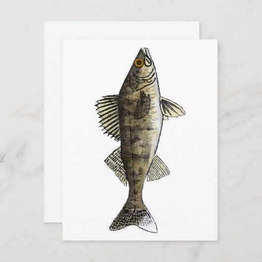 Carte De Correspondance Walleye (Devant / Derrière)