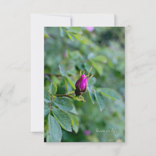 Carte De Correspondance Wild Rose Bud (Devant)