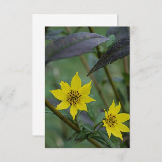 Carte De Correspondance Yellow Fall Flower (Devant / Derrière)
