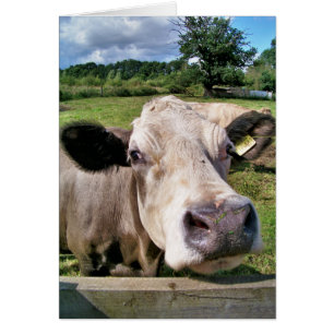 CARTE DE COW CUTE
