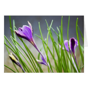 Carte de crocus