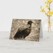 Carte de Customizeable de vautour (Fleur jaune)