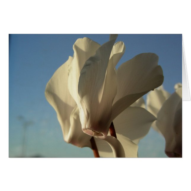 Carte de cyclamen (Devant Horizontal)