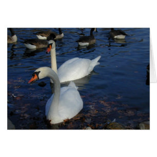 Carte de cygne souriant