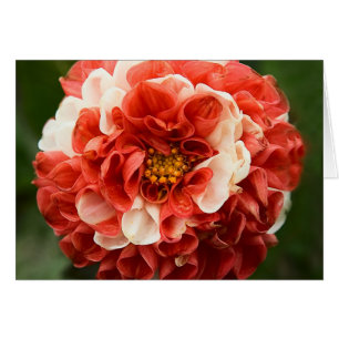 Carte de dahlia de Pom-Pom
