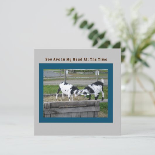 Carte de détection de chèvre (Debout devant)