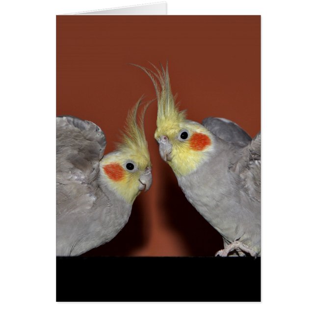 Carte de duo de Cockatiel (Devant)