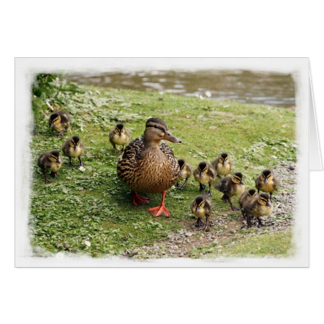 Carte de famille de canard (Devant horizontal)