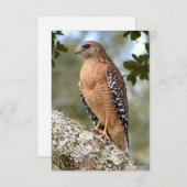 Carte de faucon note de carte de nature (Devant / Derrière)