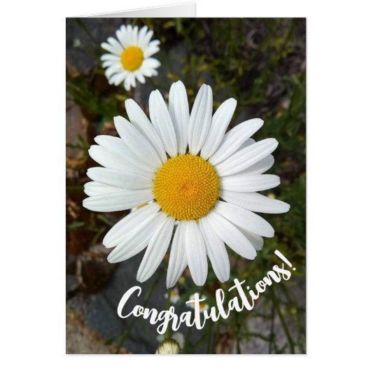 Carte de félicitations Perky White Daisy Flower (Devant)