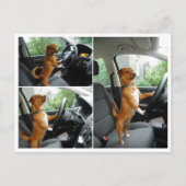 Carte de félicitations pour le permis de conduire  (Devant)