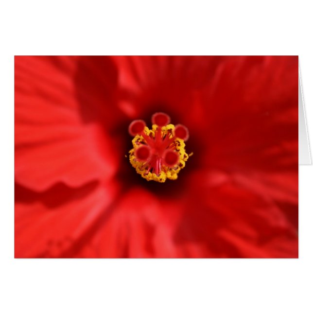 Carte de fermeture Red Hibiscus (Devant horizontal)