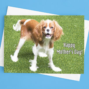 Carte de fête des mères Cavalier King Charles