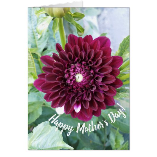 Carte de fête des mères de la Fleur Dahlia violet  (Devant)