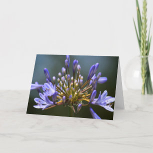Carte de fleur d'Agapantha