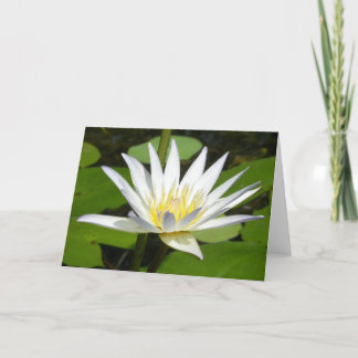 Carte de fleur de Lotus blanc