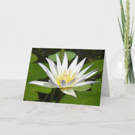 Carte de fleur de Lotus blanc (Devant)