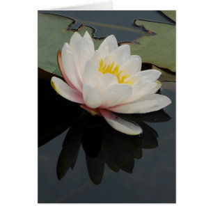 Carte de fleur de nénuphar