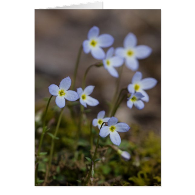 Carte de fleur sauvage de ressort de Bluets (Devant)