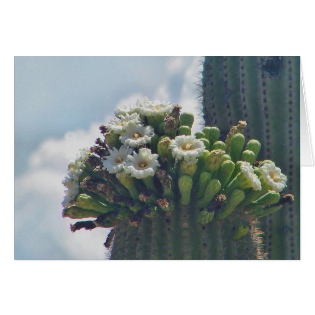 carte de fleurs de cactus saguaro (Devant horizontal)