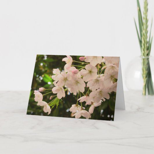 Carte de fleurs de cerisier Carte de fleurs blanch (Devant)