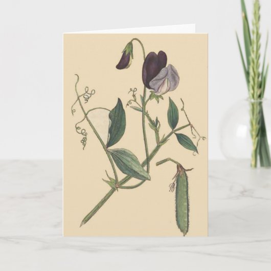 Carte de fleurs de pois doux (Devant)